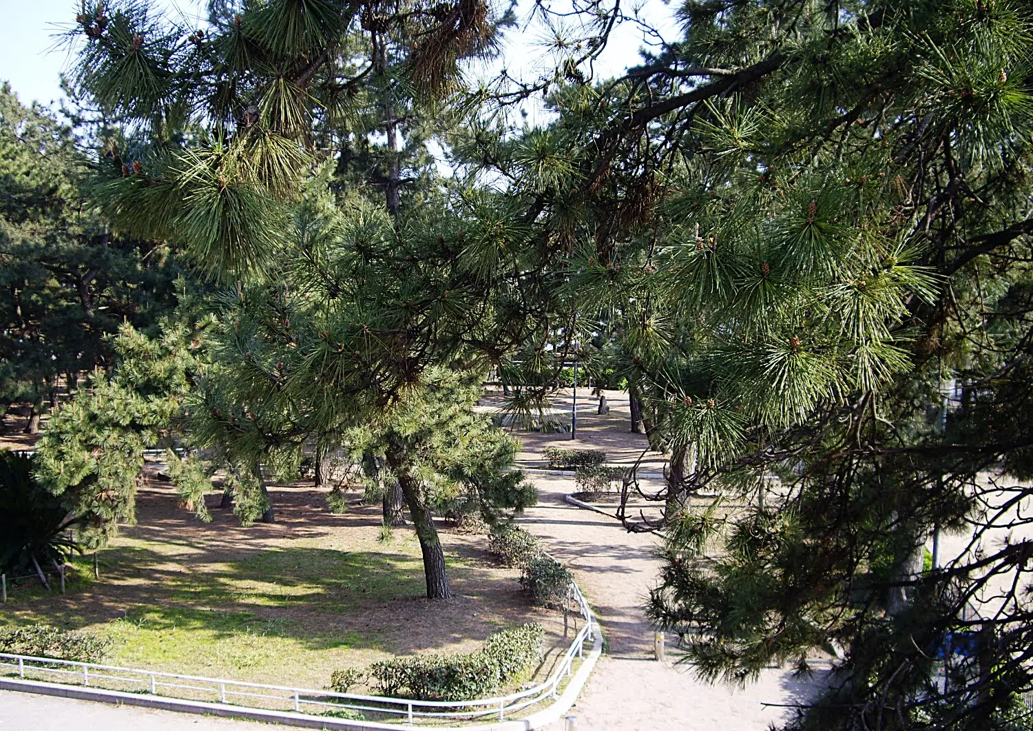 兵庫県神戸市須磨区の須磨海浜公園.12
